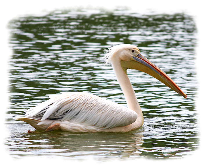 Great White Pelican