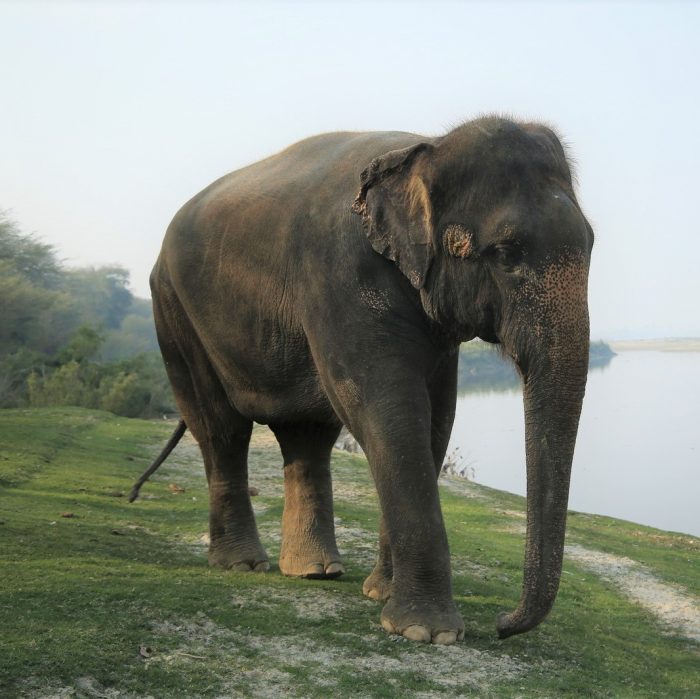 A glimpse of the Sad Living Conditions of the Nut Herd!