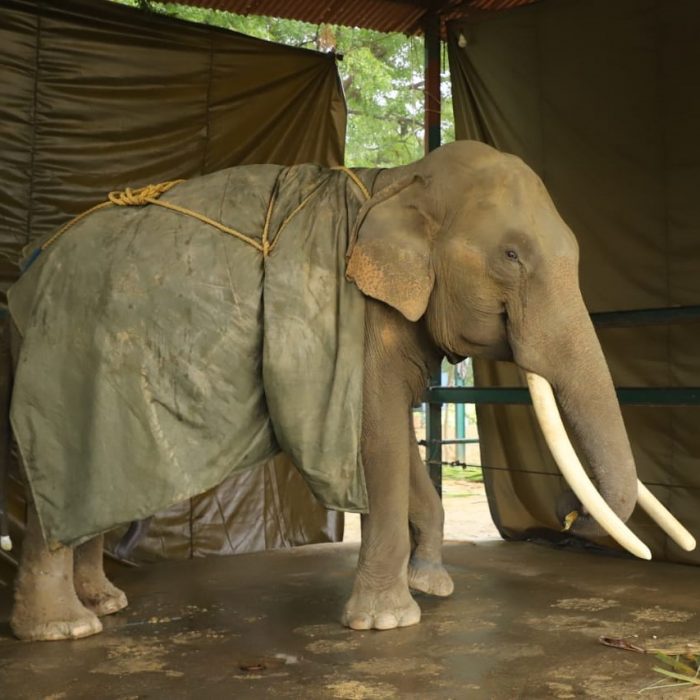 Suraj, Our One-Eared Elephant Enjoys His Dust Bath