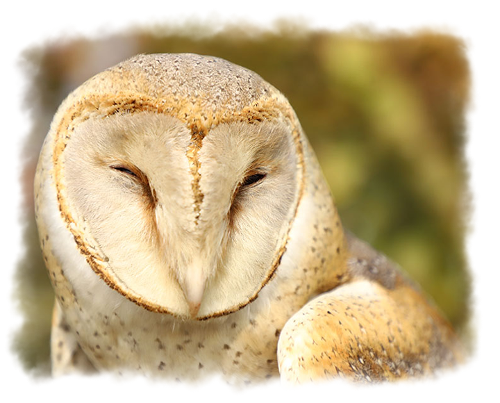 BARN OWL