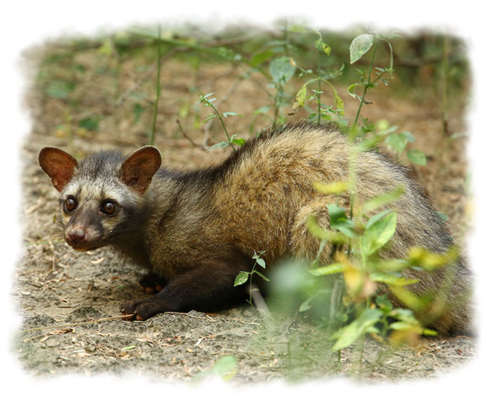 CIVET CAT