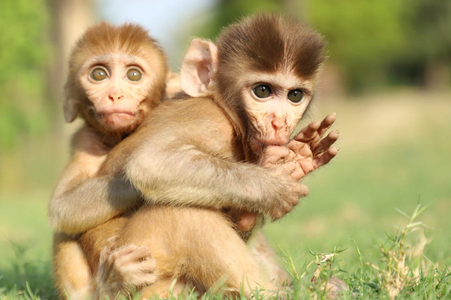 Human Primate Conflict Mitigation Centre