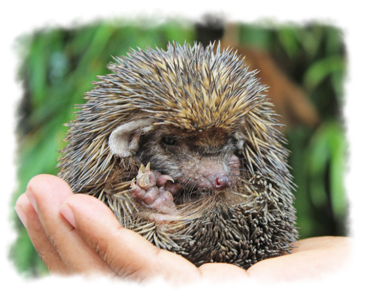 HEDGEHOG