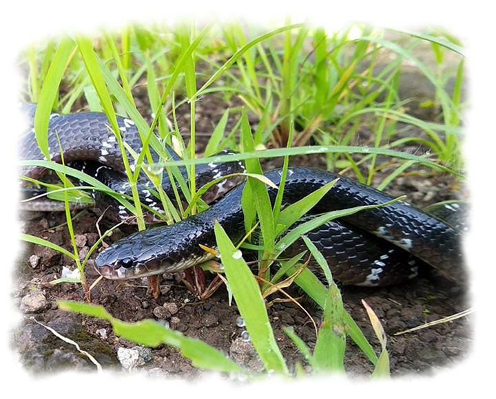 COMMON KRAIT