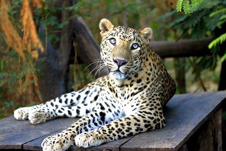 Manikdoh Leopard Rescue Centre