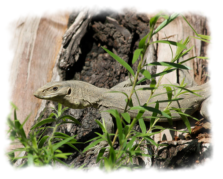 MONITOR LIZARD
