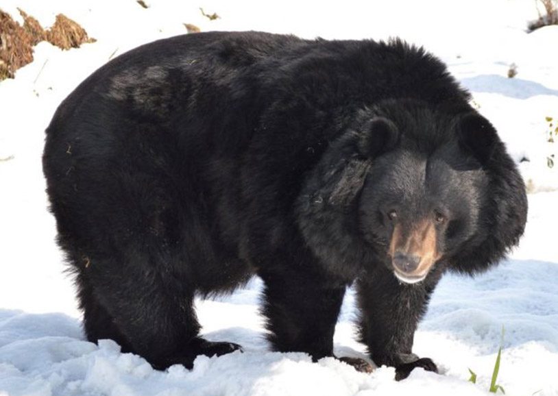 Dachigam Rescue Centre