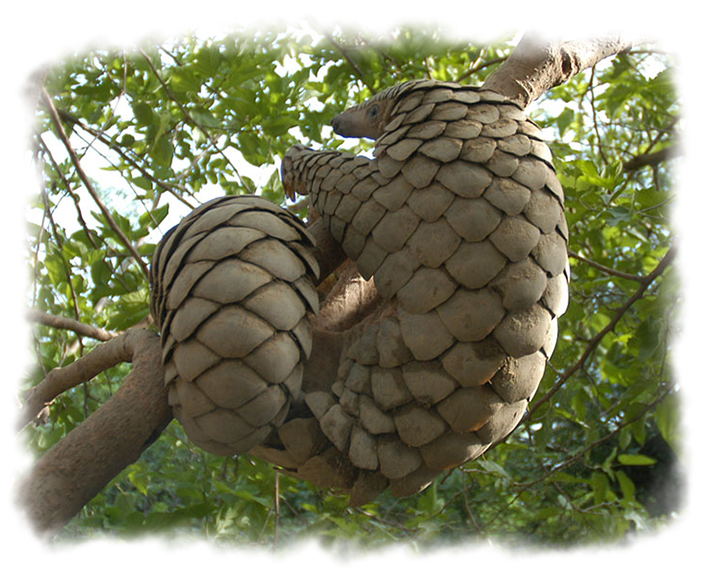 PANGOLIN