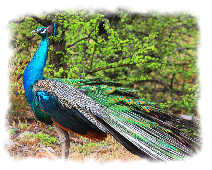 Indian Peafowl