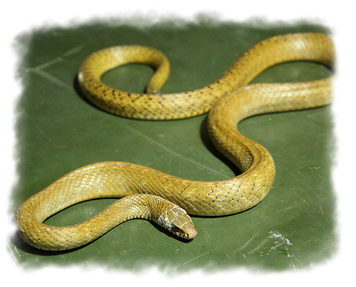 INDIAN RAT SNAKE