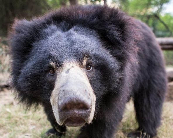 Sloth Bears