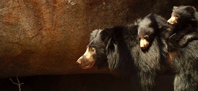 Sloth Bear Denning Project