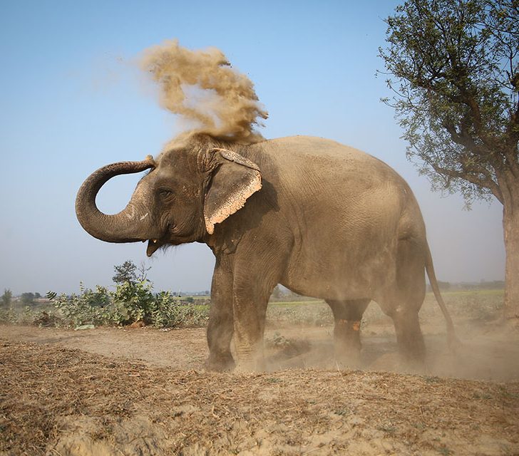 THREATS TO ASIAN ELEPHANTS