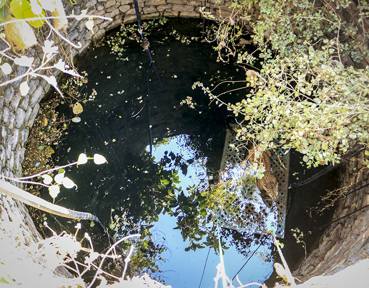 THREATS TO LEOPARDS IN INDIA