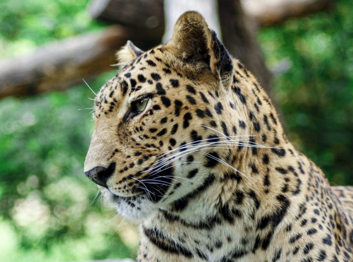 General Characteristics