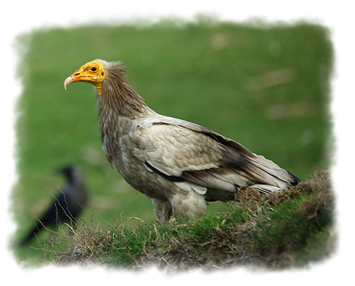 VULTURES