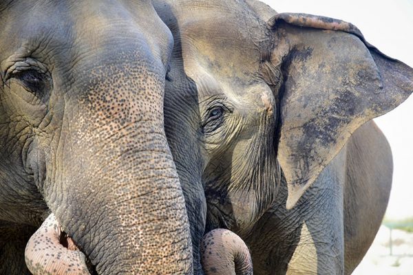 DOUBLE YOUR DONATION