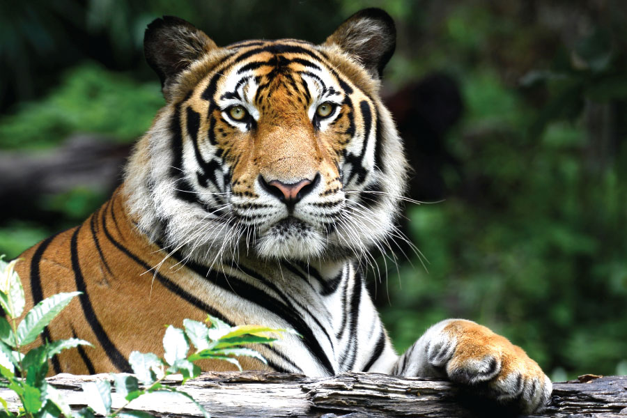 Ban the use of wildlife for medicine and food!