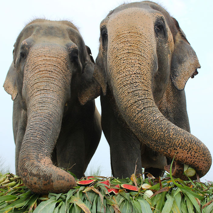Jumbo Buffet Party on Elephant Appreciation Day