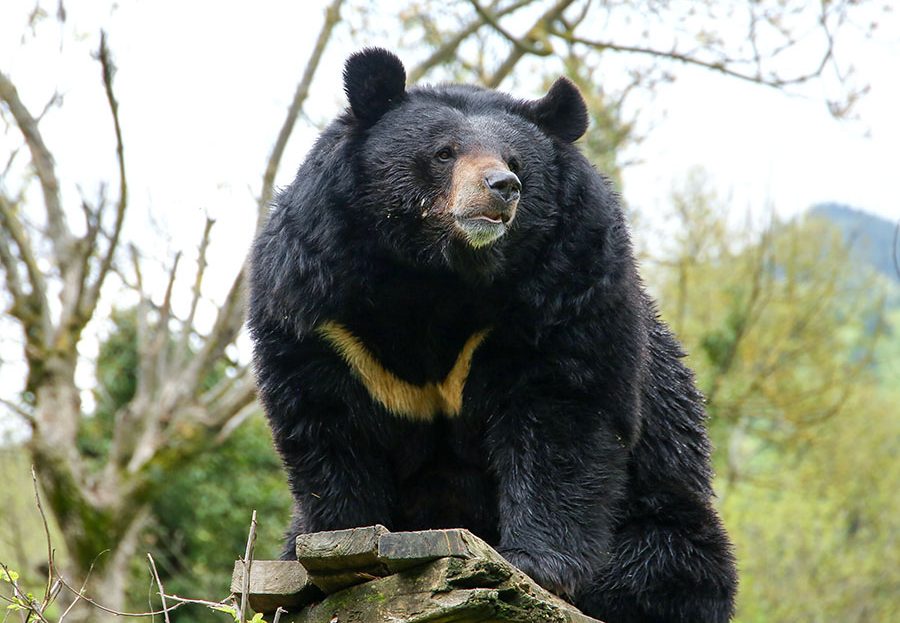 Asiatic Black Bear General Characteristics