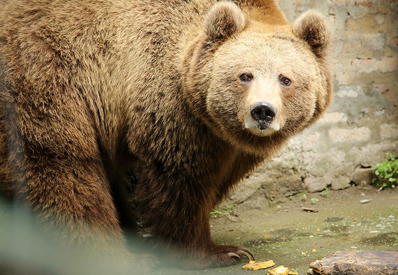 Himalayan Brown Bear General Characteristics