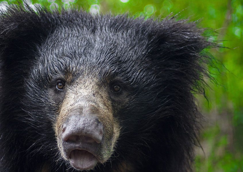Sloth Bear General Characteristics