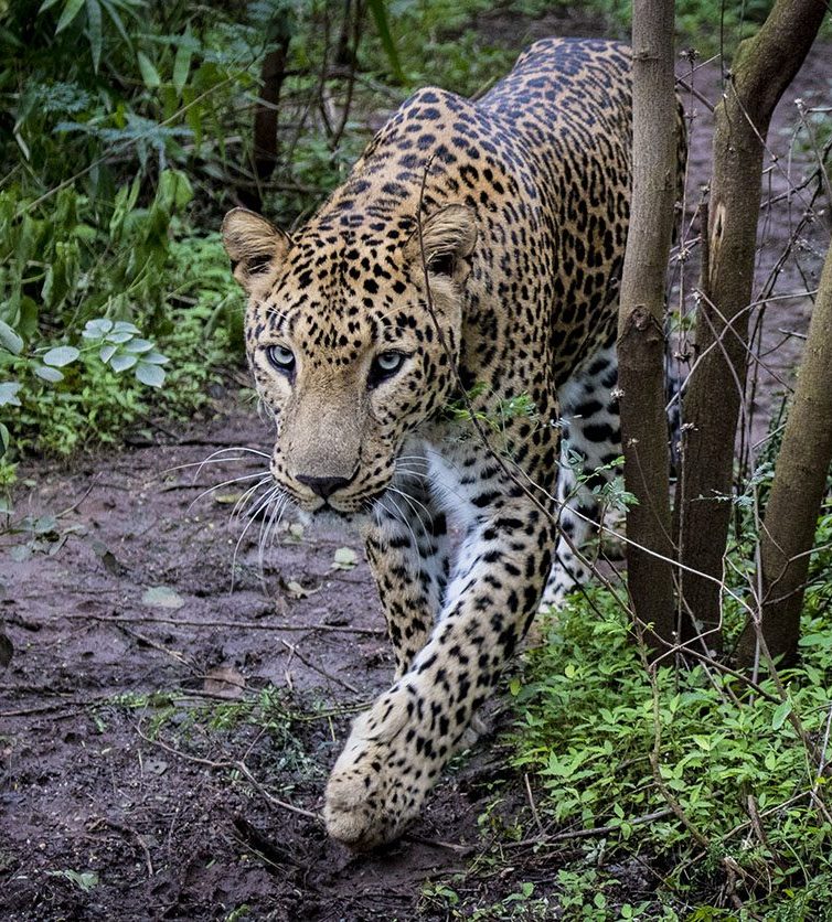 DONATE BY MAIL OR BANK TRANSFER