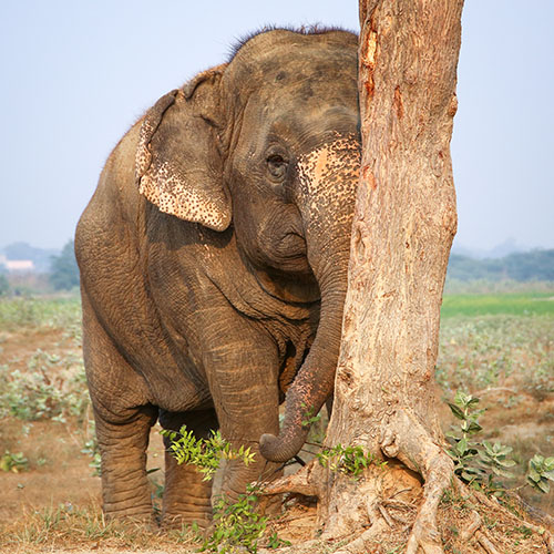 Super strong Chanchal with Laxmi