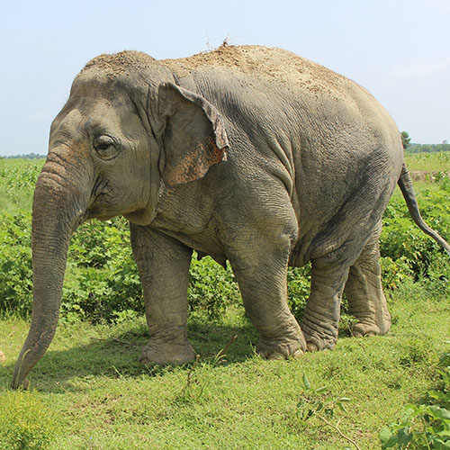 Laxmi making a pitstop during her walk