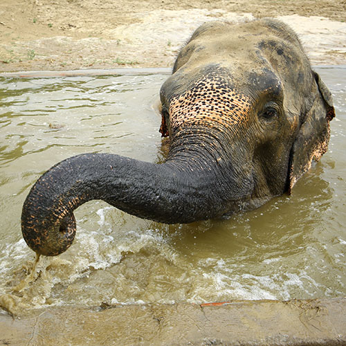 Nut Herd's 5th Rescue-versary!