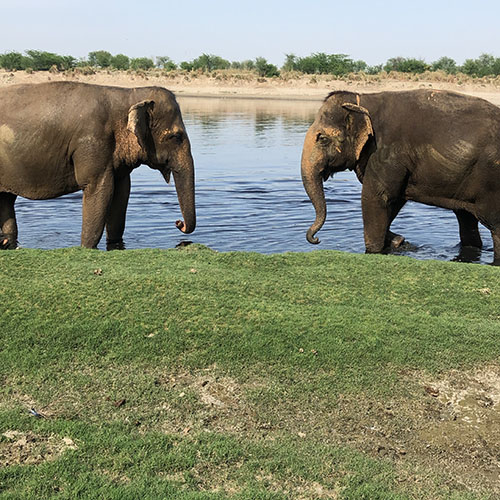 Phoolkali and Maya Saying Hello