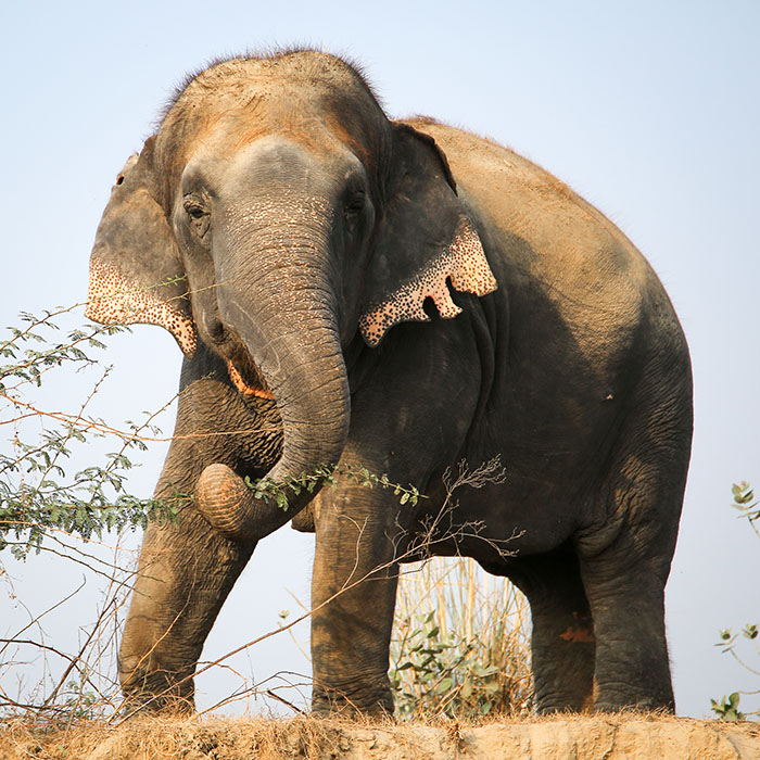 Blast from the Past - Chanchal vs Tyre