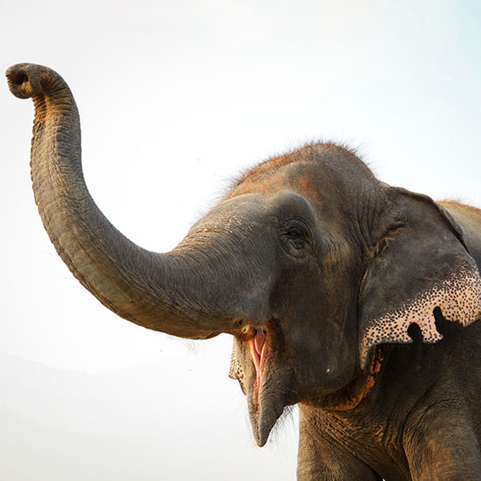 Chanchal is Having a Good Year!