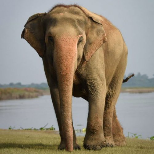 Phoolkali's 8th Rescue-versary!