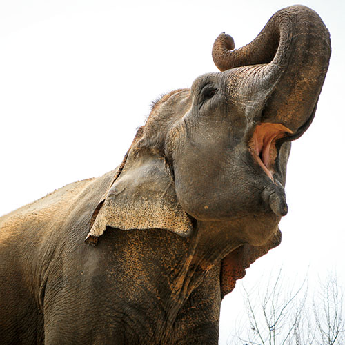 Elephant pool party at ECCC