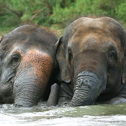 Nut Herd's 5th Rescue-versary!