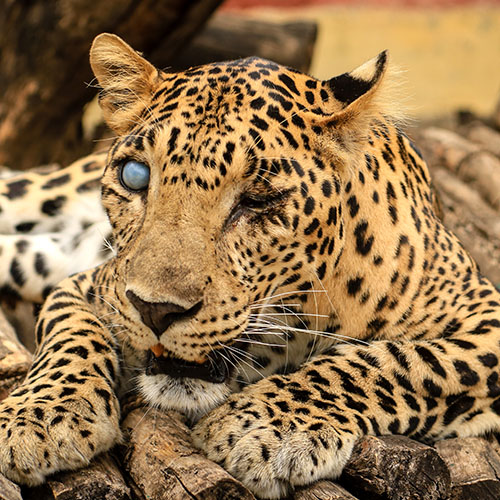 Leopard Fun Facts III