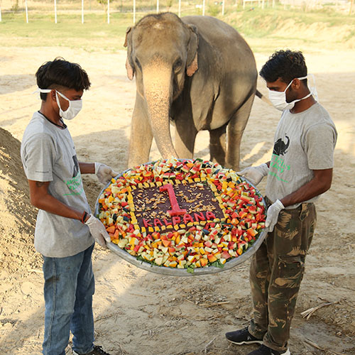 Kalpana Celebrates Her First Rescue Anniversary!