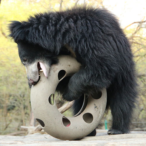 Mowgli Plays with Tyre Feeder