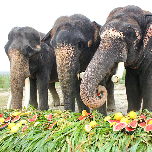 Jumbo Buffet Party On Elephant Appreciation Day