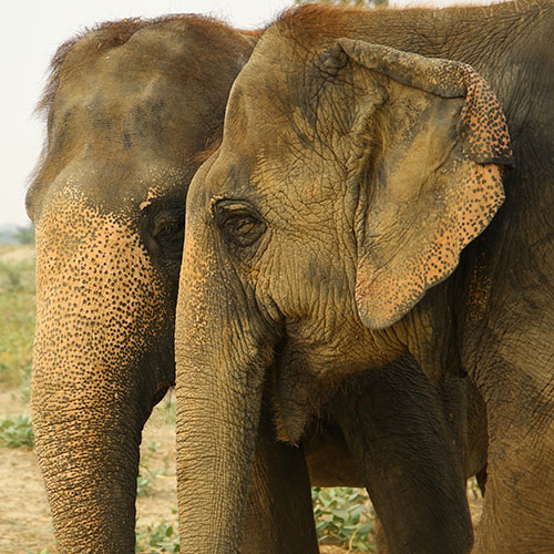 Rhea's 4th Rescue-versary!