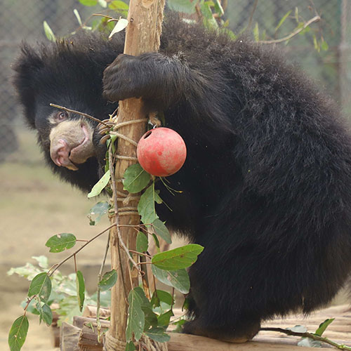 Ron vs. Enrichment Ball