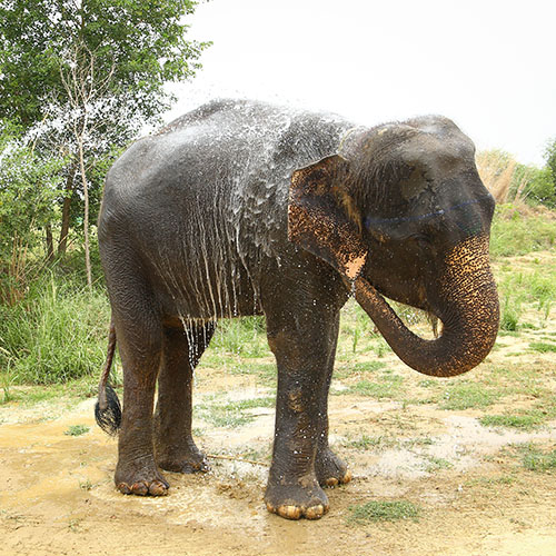 Zara Enjoys A Refreshing Shower