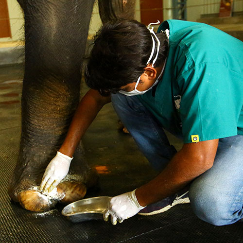 Zara Receives Laser Therapy Treatment