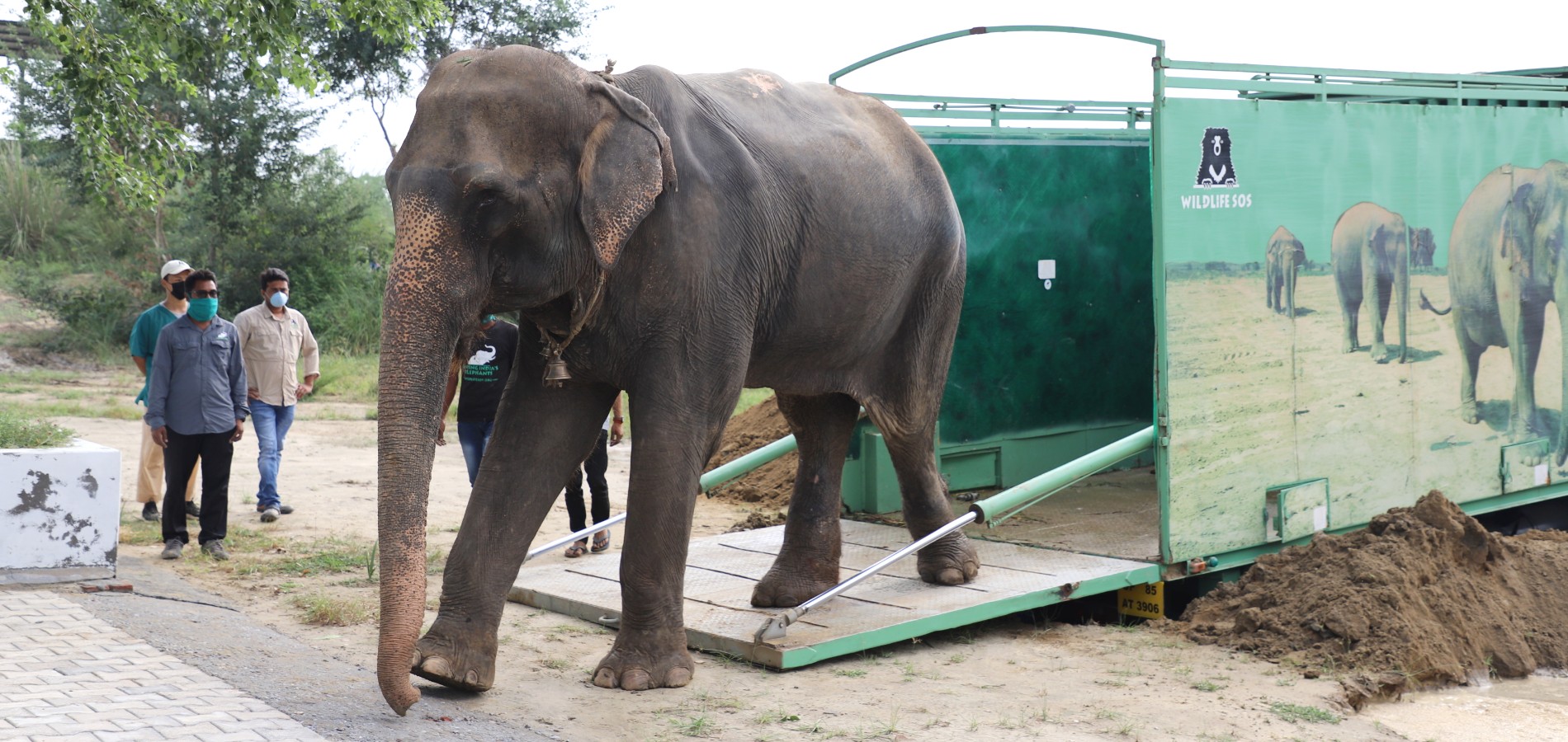 arya elephant