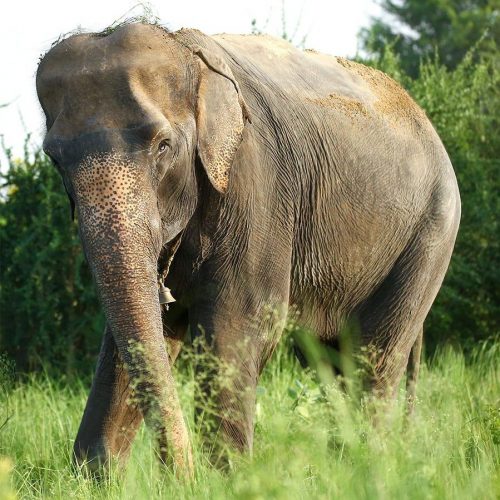 Arya's First Steps of Freedom!