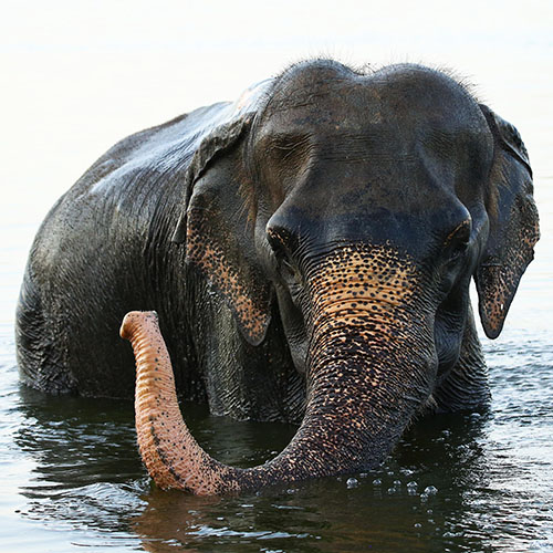 Arya Takes A Swim In The River