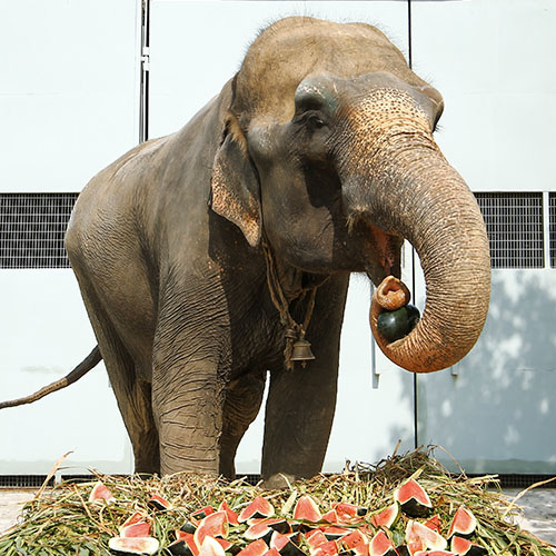 Removing Arya's Last Symbol of Slavery