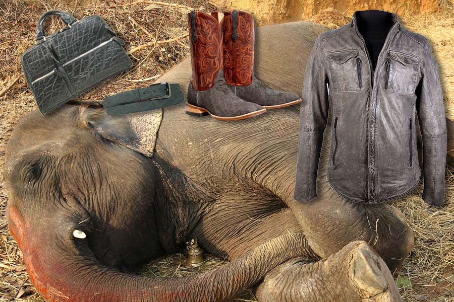 Demand a Stop to the Trade in Elephant Skins!