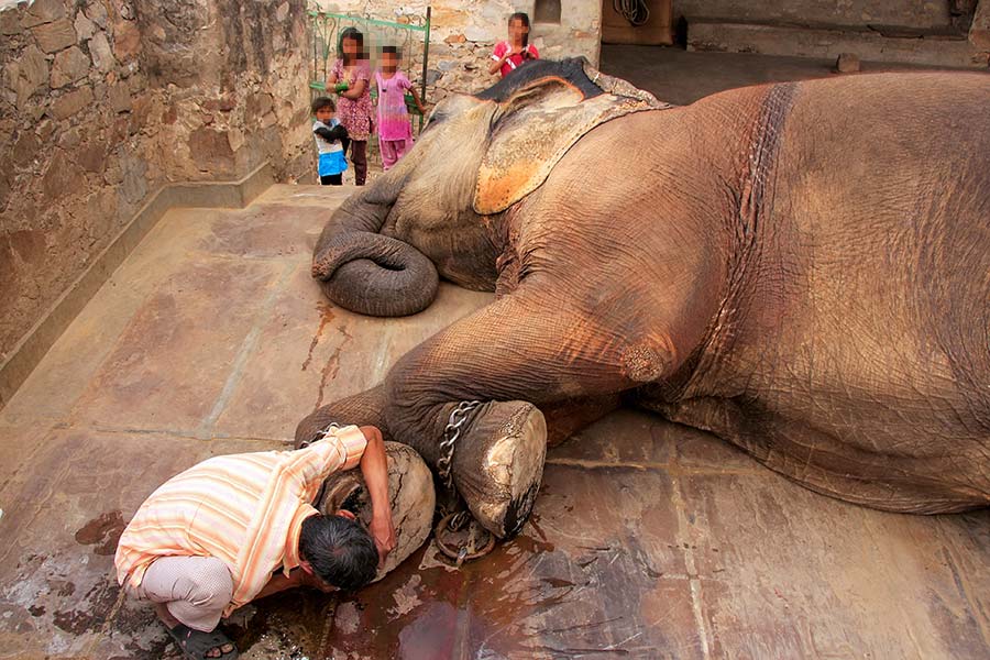 Help End the Abuse. Refuse to Ride Elephants! 